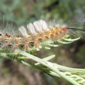 Orgyia anartoides at Coree, ACT - 5 Feb 2022