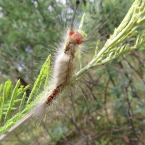 Orgyia anartoides at Coree, ACT - 5 Feb 2022 01:24 PM