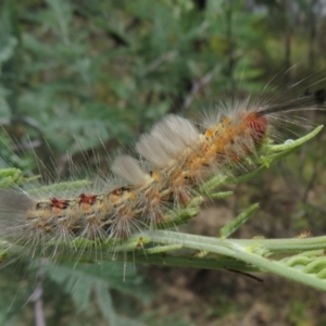 Orgyia anartoides at Coree, ACT - 5 Feb 2022