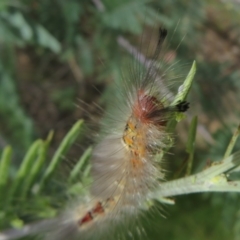 Orgyia anartoides at Coree, ACT - 5 Feb 2022 01:24 PM