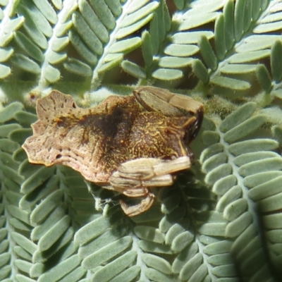 Arkys sp. (genus) (An Ambush, Bird-dropping or Triangular Spider) at Lower Cotter Catchment - 5 Feb 2022 by Christine