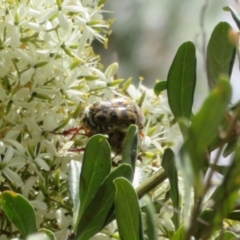 Neorrhina punctata (Spotted flower chafer) at Lower Cotter Catchment - 5 Feb 2022 by Christine
