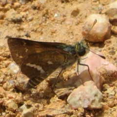 Taractrocera papyria (White-banded Grass-dart) at Coree, ACT - 5 Feb 2022 by Christine