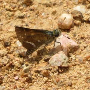 Taractrocera papyria at Coree, ACT - 5 Feb 2022