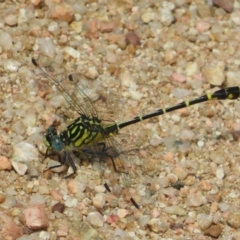 Austrogomphus australis (Inland Hunter) at Lower Cotter Catchment - 5 Feb 2022 by Christine