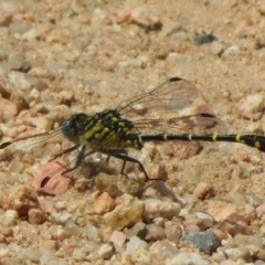 Austrogomphus australis at Coree, ACT - 5 Feb 2022