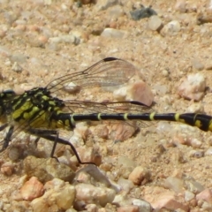 Austrogomphus australis at Coree, ACT - 5 Feb 2022