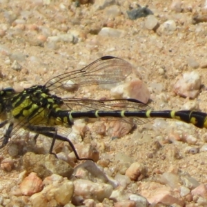 Austrogomphus australis at Coree, ACT - 5 Feb 2022