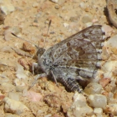 Lucia limbaria (Chequered Copper) at Lower Cotter Catchment - 5 Feb 2022 by Christine
