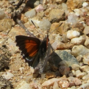 Lucia limbaria at Coree, ACT - 5 Feb 2022 11:57 AM