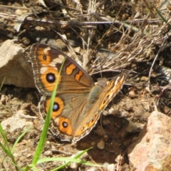 Junonia villida (Meadow Argus) at Coree, ACT - 5 Feb 2022 by Christine