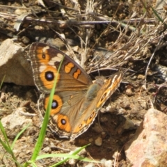 Junonia villida (Meadow Argus) at Cotter Reservoir - 5 Feb 2022 by Christine