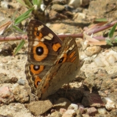 Junonia villida at Coree, ACT - 5 Feb 2022