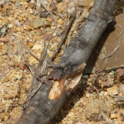 Coryphistes ruricola (Bark-mimicking Grasshopper) at Coree, ACT - 5 Feb 2022 by Christine