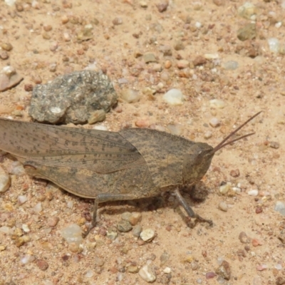 Goniaea australasiae (Gumleaf grasshopper) at Lower Cotter Catchment - 5 Feb 2022 by Christine