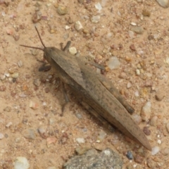 Goniaea australasiae at Coree, ACT - 5 Feb 2022 01:19 PM