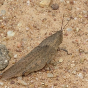 Goniaea australasiae at Coree, ACT - 5 Feb 2022