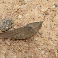 Goniaea australasiae at Coree, ACT - 5 Feb 2022 01:19 PM