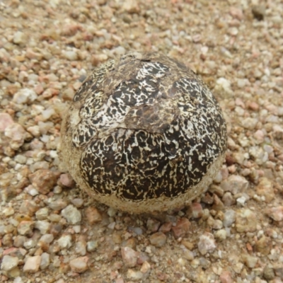 Unidentified Fungus at Coree, ACT - 5 Feb 2022 by Christine