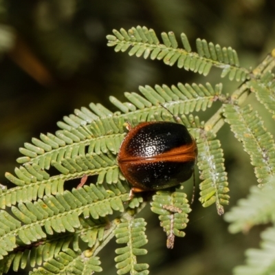 Dicranosterna immaculata (Acacia leaf beetle) at Black Mountain - 14 Apr 2022 by Roger
