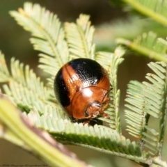 Dicranosterna immaculata at Bruce, ACT - 14 Apr 2022 10:30 AM