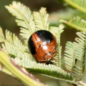 Dicranosterna immaculata at Bruce, ACT - 14 Apr 2022 10:30 AM