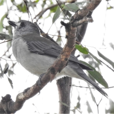 Colluricincla harmonica (Grey Shrikethrush) at Breadalbane, NSW - 14 Apr 2022 by JohnBundock