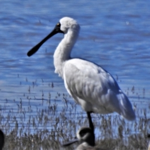 Platalea regia at Lake George, NSW - 14 Apr 2022