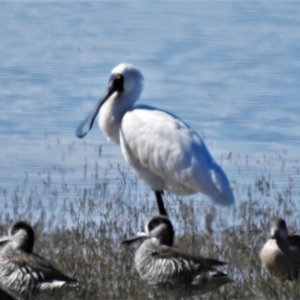 Platalea regia at Lake George, NSW - 14 Apr 2022