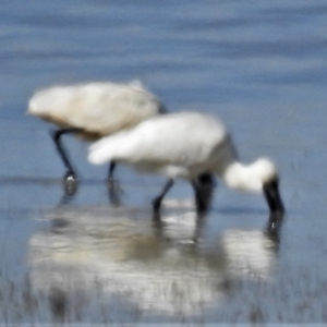 Platalea regia at Lake George, NSW - 14 Apr 2022