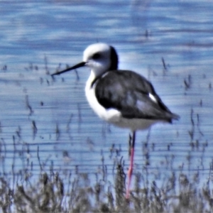 Himantopus leucocephalus at Lake George, NSW - 14 Apr 2022 01:44 PM