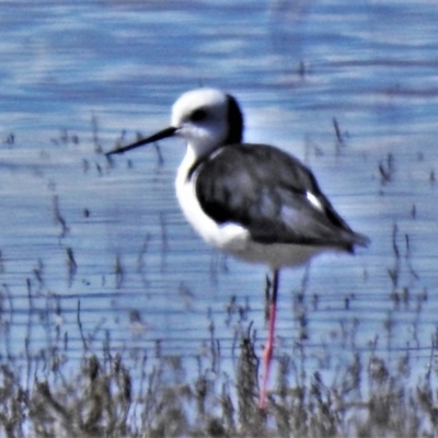 Himantopus leucocephalus (Pied Stilt) at Lake George, NSW - 14 Apr 2022 by JohnBundock