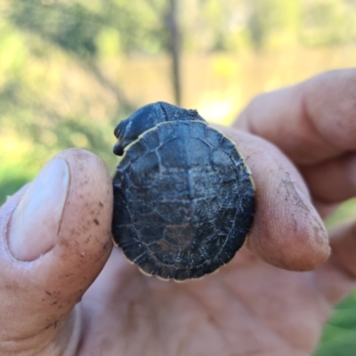 Emydura macquarii (Macquarie Turtle) at Stromlo, ACT - 14 Apr 2022 by Darren308