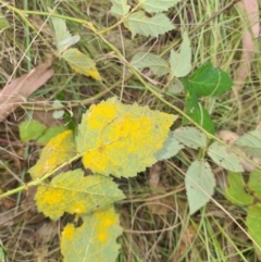 Phragmidium violaceum (Blackberry Leaf Rust Fungus) at Greenway, ACT - 3 Apr 2022 by Darren308