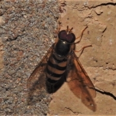 Unidentified Hover fly (Syrphidae) at Wanniassa, ACT - 13 Apr 2022 by JohnBundock