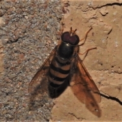 Unidentified Hover fly (Syrphidae) (TBC) at Wanniassa, ACT - 13 Apr 2022 by JohnBundock