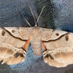 Chelepteryx chalepteryx (White-stemmed Wattle Moth) at Moruya, NSW - 16 Apr 2022 by LisaH