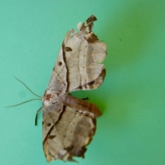 Chelepteryx chalepteryx at Moruya, NSW - 16 Apr 2022