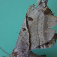 Chelepteryx chalepteryx at Moruya, NSW - suppressed