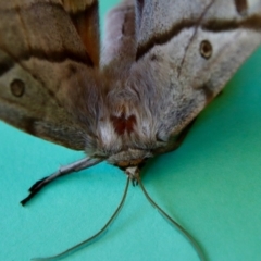 Chelepteryx chalepteryx at Moruya, NSW - suppressed