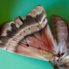Chelepteryx chalepteryx at Moruya, NSW - suppressed