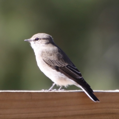 Microeca fascinans (Jacky Winter) at Broulee Moruya Nature Observation Area - 14 Apr 2022 by LisaH