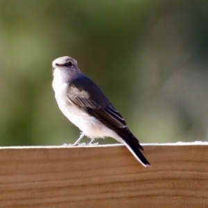 Microeca fascinans at Moruya, NSW - 14 Apr 2022