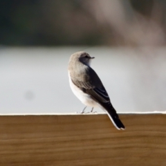 Microeca fascinans at Moruya, NSW - 14 Apr 2022