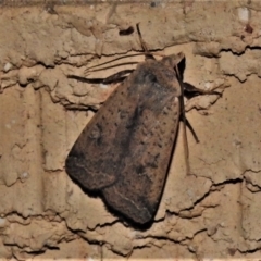 Diarsia intermixta (Chevron Cutworm, Orange Peel Moth.) at Wanniassa, ACT - 10 Apr 2022 by JohnBundock