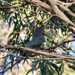 Callocephalon fimbriatum at Moruya, NSW - suppressed