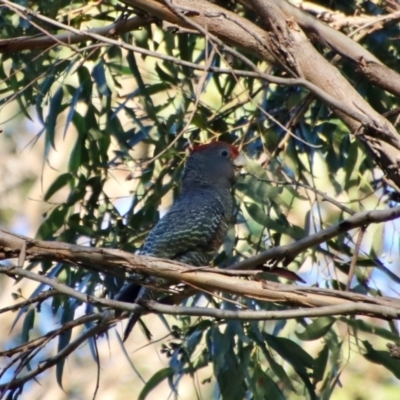 Callocephalon fimbriatum (Gang-gang Cockatoo) at Broulee Moruya Nature Observation Area - 14 Apr 2022 by LisaH