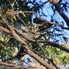 Callocephalon fimbriatum at Moruya, NSW - 14 Apr 2022