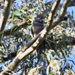 Callocephalon fimbriatum at Moruya, NSW - 14 Apr 2022