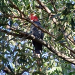 Callocephalon fimbriatum at Moruya, NSW - suppressed